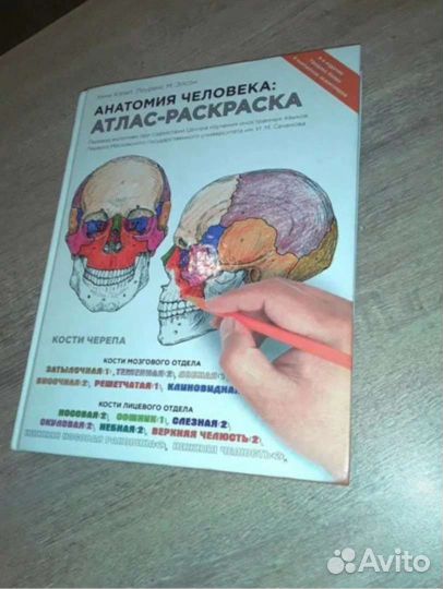 Атлас-раскраска : анатомия человека