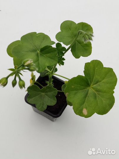 Пеларгонии сортовые