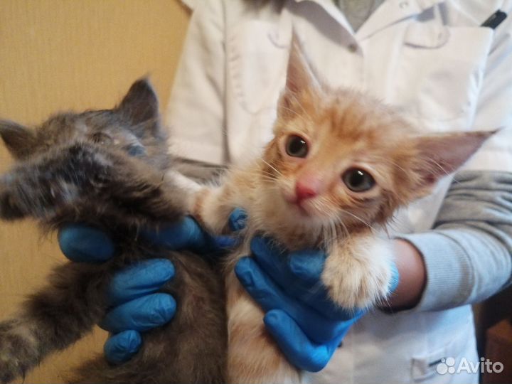 Котята в добрые руки