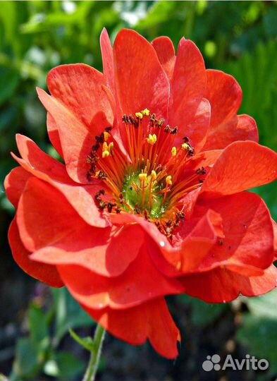 Гравилат чилийский Огненный шар 0,1 гр