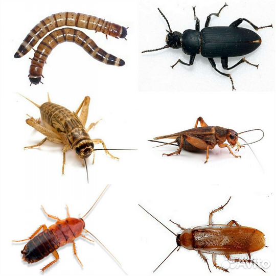 Сверчки, тараканы, зофобас кормовые насекомые