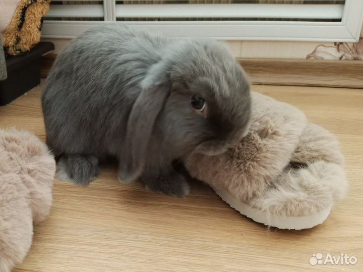 Декоративный кролик минилоп