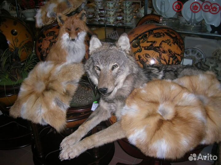 Ковер,бюст волка.Таксидермия