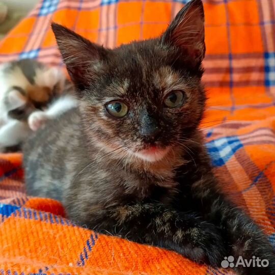 Котята в добрые руки (кошки 3-4 месяца)