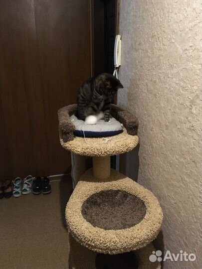 Домик-когтеточка для котика