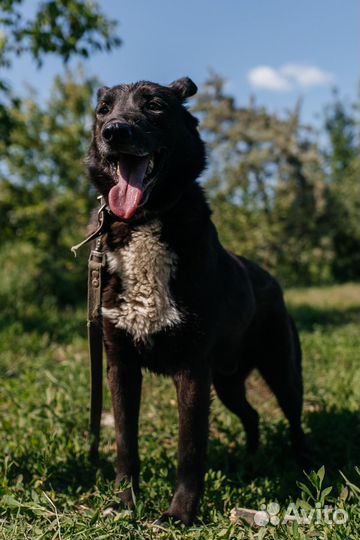 Активный пес