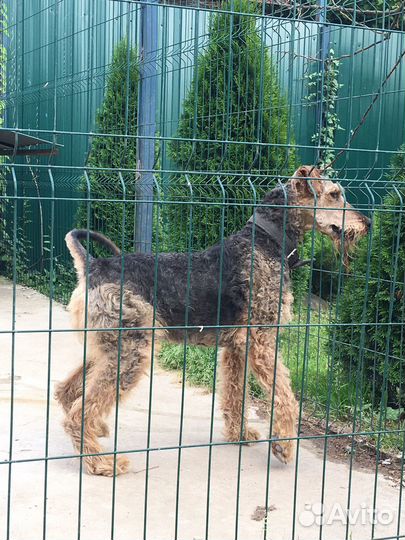 Эрдельтерьер