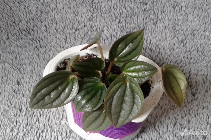 Растения малыши