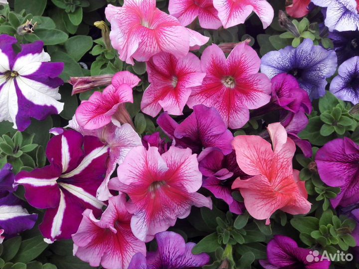 Рассада цветов. Петуния, тагетес, колеус, и др