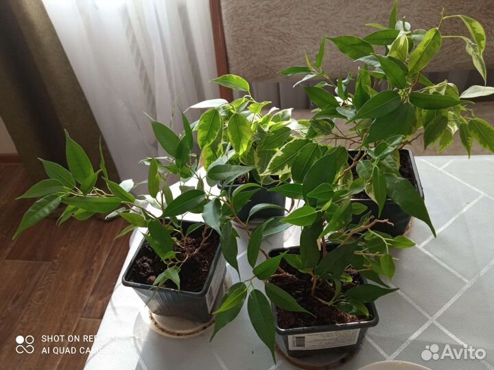 Комнатные растения цветы большие