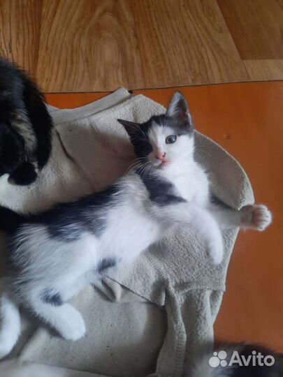 Котенок в добрые руки