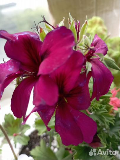 Пеларгонии