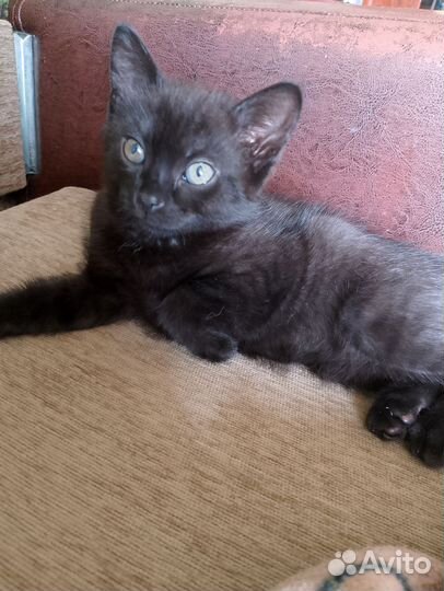 Кошки в добрые руки бесплатно