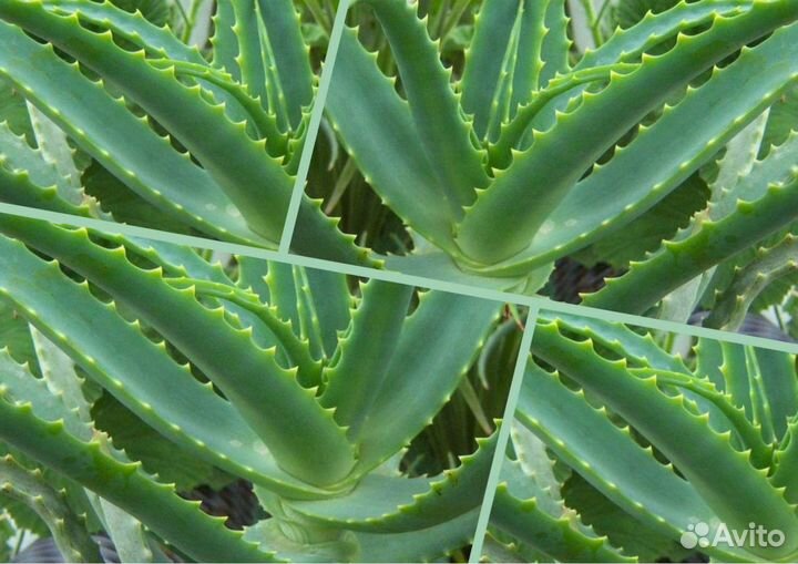 Алой (детки)