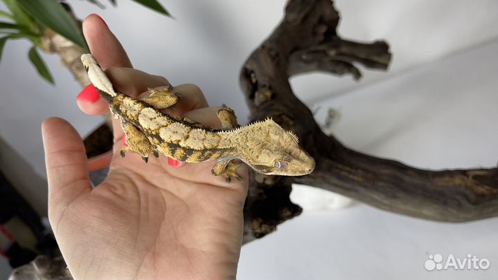 Бананоед Harlequin самец