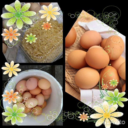 Яйца от домашних кур