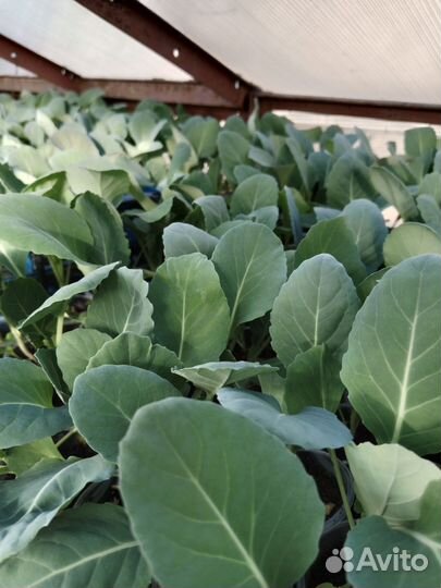 Рассада овощей