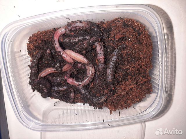 Черви для рыбалки дендробена