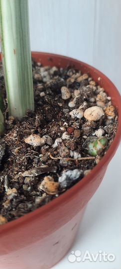 Сансевиерия Металлика