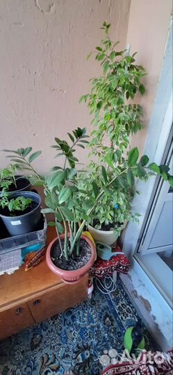 Замикулькас