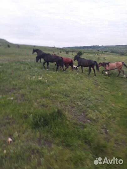 Продажа кобылы
