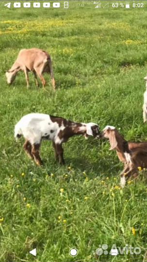 Козлики и козочки молодые