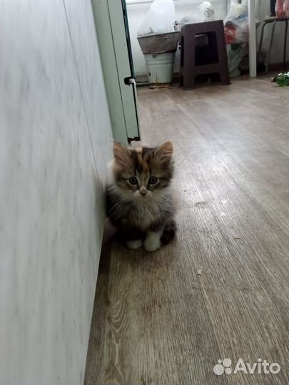 Котята бесплатно
