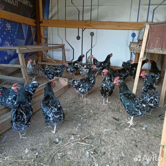 Инкубационное яйцо чёрно пёстрого австролорпа