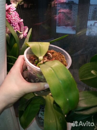 Орхидея фаленопсис пень Каюлани