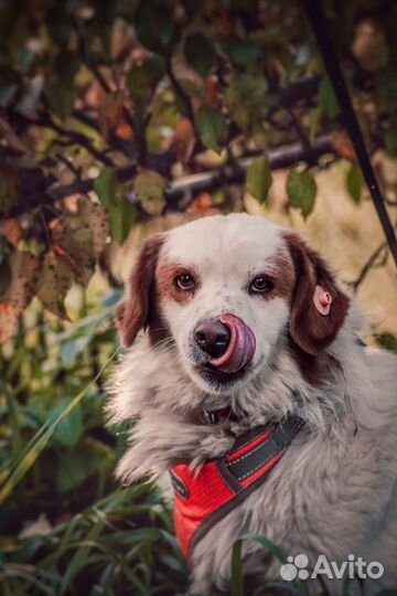 Собака в добрые руки