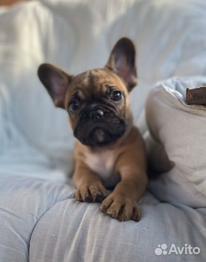 Шикарные французские булечки