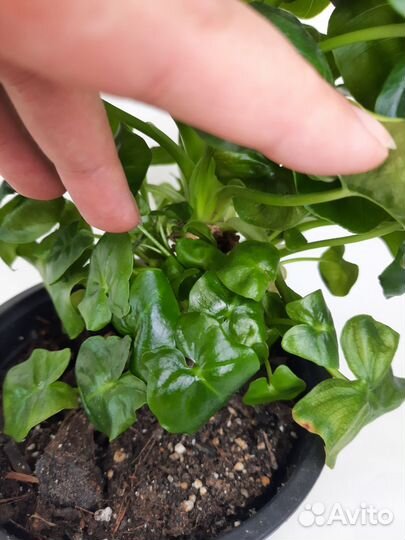 Филодендрон атом