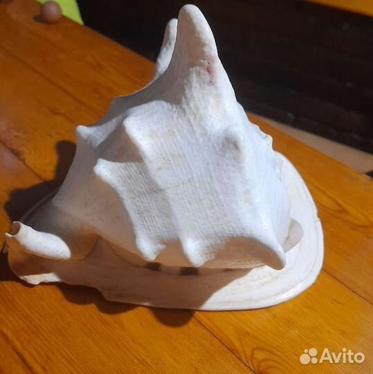 Раковина ракушка