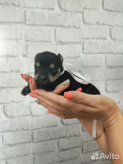 Цвергшнауцер