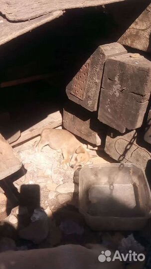 Собака в добрые руки отдам бесплатно