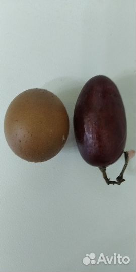 Черенки винограда