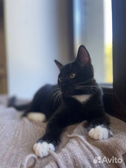 Котёнок Войцек