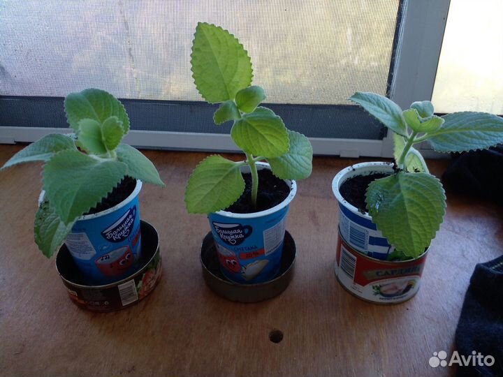 Мята домашняя