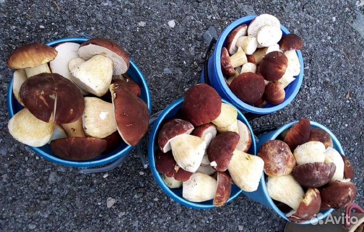 Продукты питания