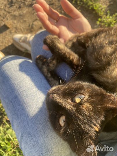 Отдам котенка в хорошие руки, девочка, 4 месяца