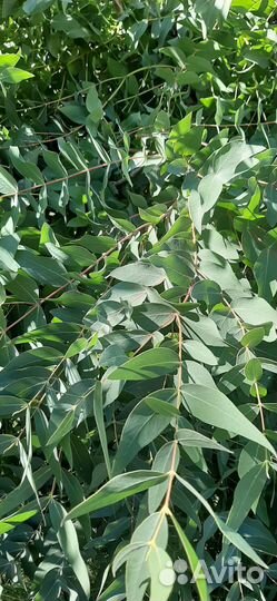 Свежий эвкалиптовый веник