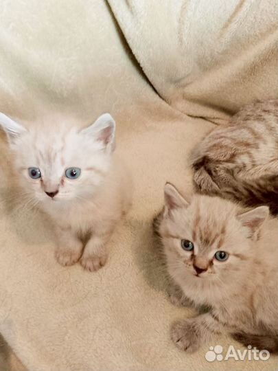 Отдам бесплатно котят