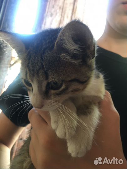 Котенок мальчик бесплатно