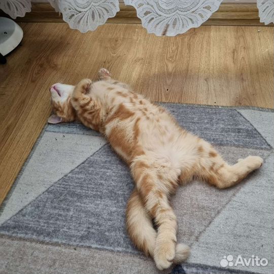 Котик красный мрамор