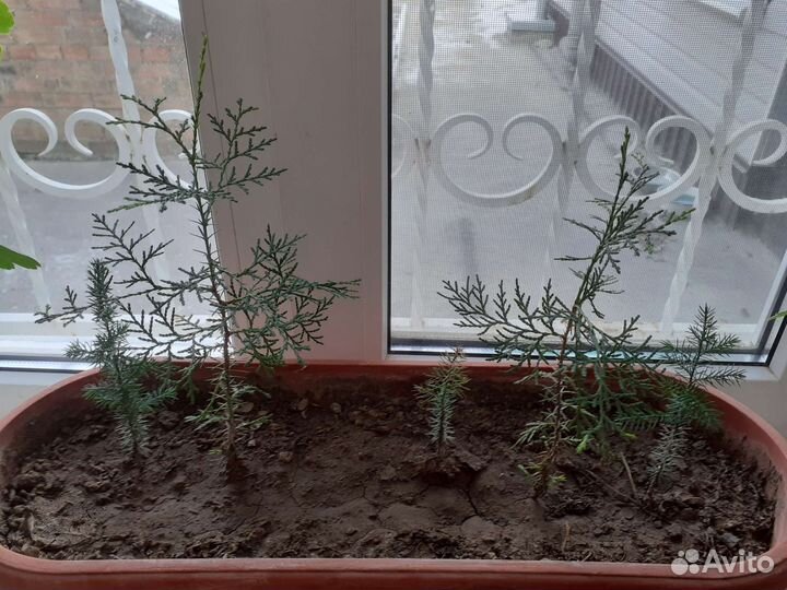 Саженцы/ростки хвойных