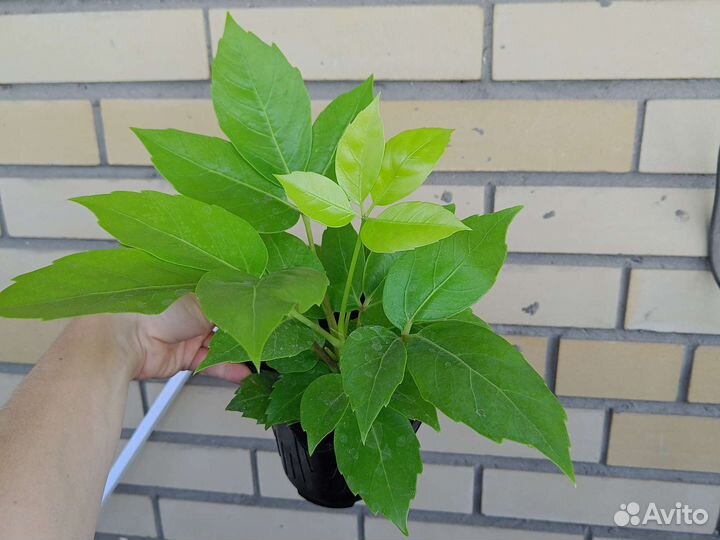 Комнатные цветы. Шефлера Голден Амате