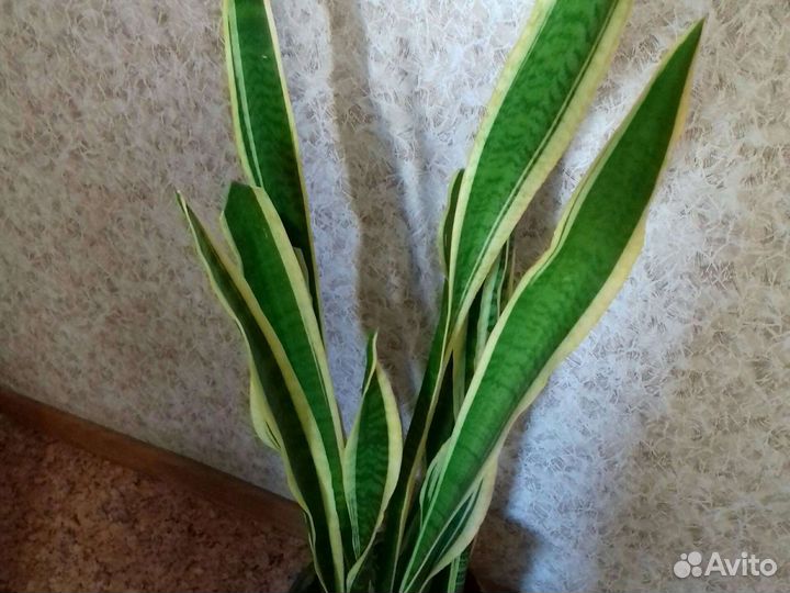 Сансеиверии.Фикусы