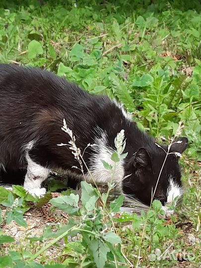 Травмированый кот на улице