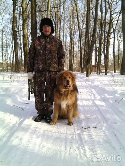 Дрессировка собак