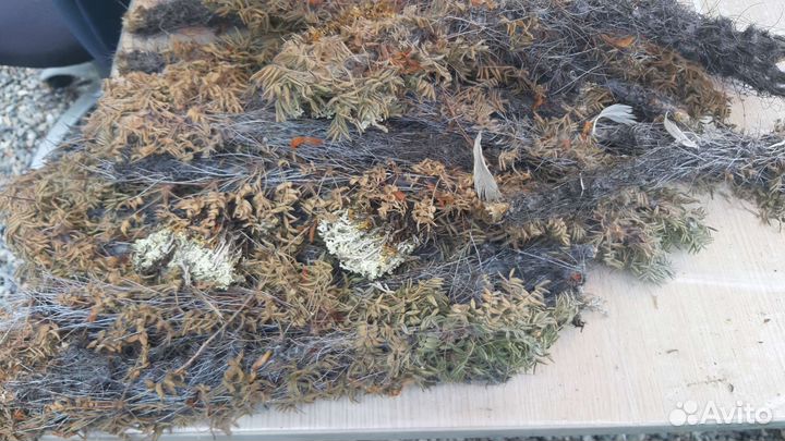 Верблюжья колючка